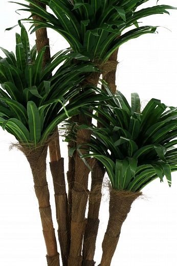 Dracaena David cachepot Dekollete Serso 46