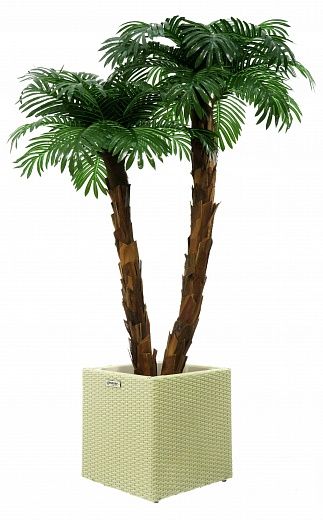 Palm Linara cachepot Dekollete Rattan Cube 32