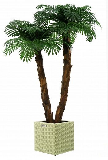 Palm Linara cachepot Dekollete Rattan Cube 32