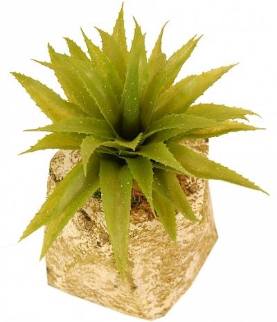 Agave Stone Kano