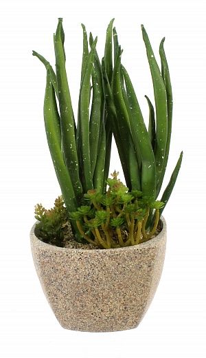 Agave Lunga Composition Cachepot Dekollete Granite