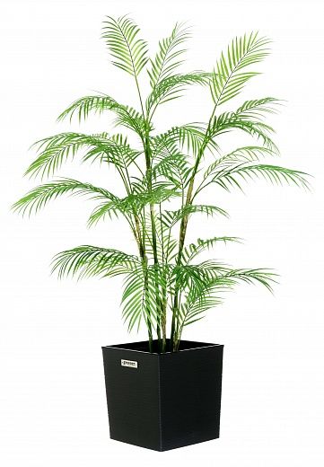 Elbay date palm cachepot Dekollete Clasico 30