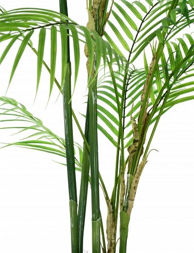 Elbay date palm