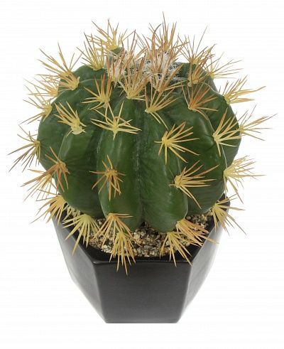 Cactus Tarro cachepot Dekollete