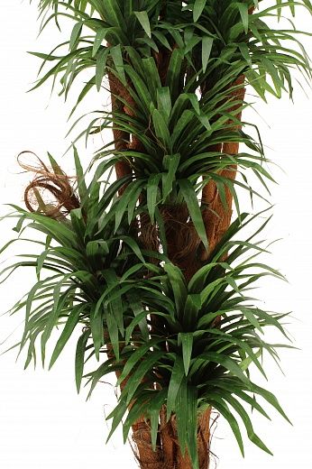 Dracaena Basu Cachepot Dekollete Kuno 46