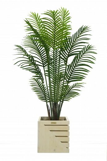 Madia date palm cachepot Dekollete Stream 30