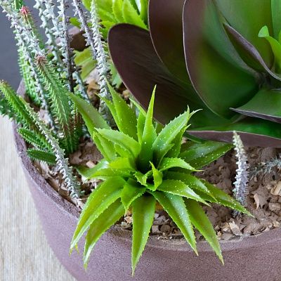 Succulent composition Yucatan cachepot Dekollete Concrete