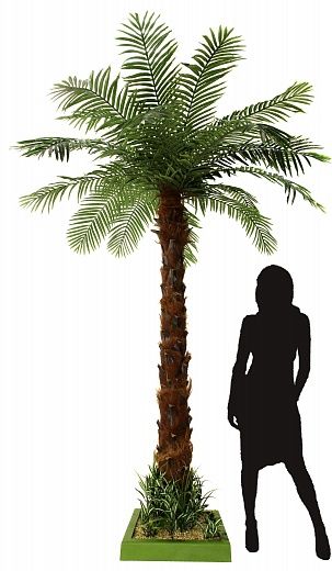 Bocaro date palm