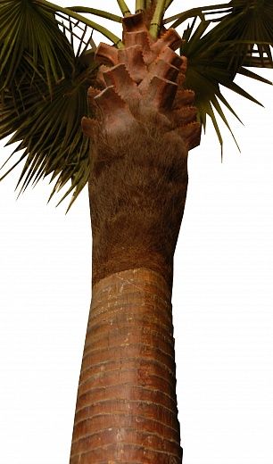 Washingtonia Aislinn palm available 1pc