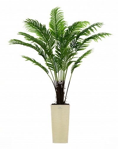 Date palm Bizerte cachepot Dekollete Kuno 46 Eco available to order 1 piece