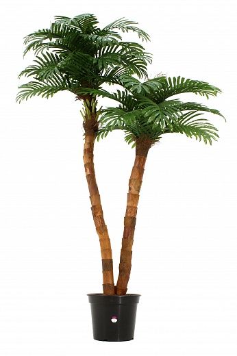 Amara date palm