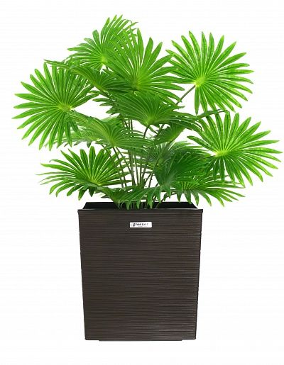 Palm Washingtonia Vittoria cachepot Dekollete Clasico 30