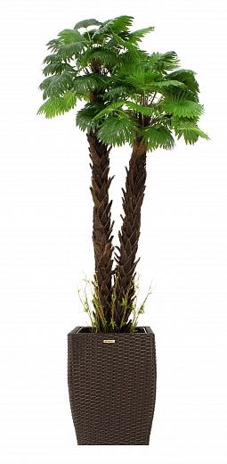 Palm Washingtonia malida cachepot Dekollete Rattan Cone 50