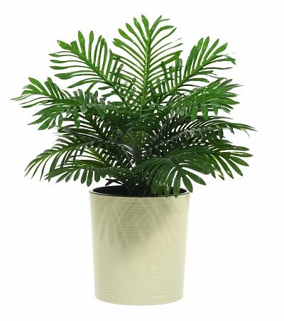 Date palm Baura cachepot Dekollete Clasico 30 Eco