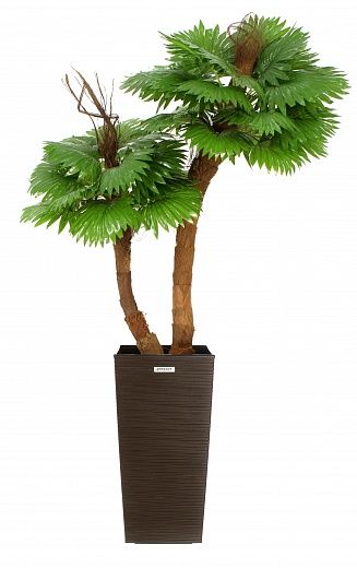 Palm Washingtonia Avassa cachepot Dekollete Kuno 46 Eco