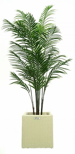 Date Palm Carthage Cafagen Cachepot Dekollete Rattan Cube 39