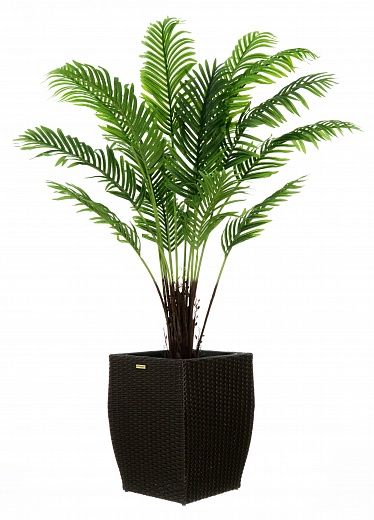 Date palm Bizerte cachepot Dekollete Rattan Cube 32 available to order 1 piece