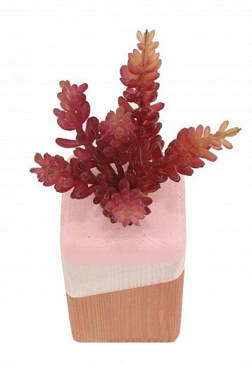 Succulent Playa cachepot Dekollete Wood 7