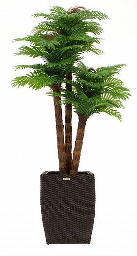 Date palm Tiala cachepot Dekollete Rattan Cube 32 color