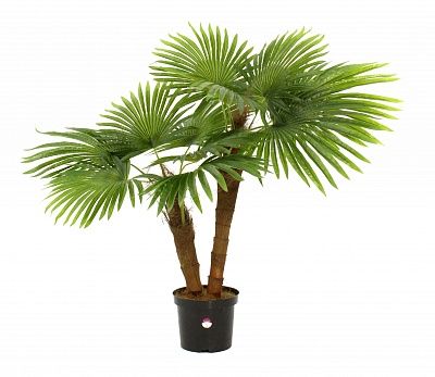 Washingtonia Caro