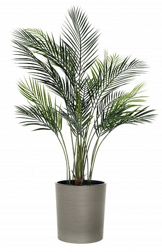 Date Palm Kariba Cachepot Dekollete Clasico 30 Eco