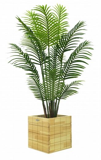 Date palm Madia cachepot Dekollete Chess 30 color