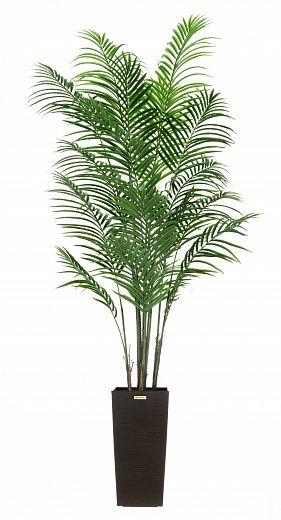 Date Palm Carthage Cachepot Dekollete Cuno 46