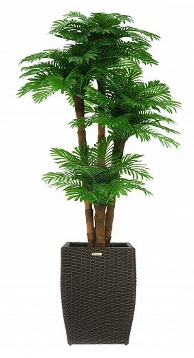 Date Palm Cherry Cachepot Dekollete Rattan Cube 32