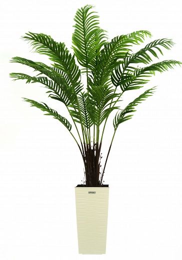 Date palm Bizerte cachepot Dekollete Kuno 46 available to order 1 piece