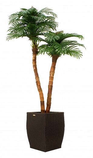 Date palm Amara cachepot Dekollete Rattan Cone 50