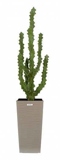 Cactus Ridge Cachepot Dekollete Kuno 46 Eco available to order 1 piece