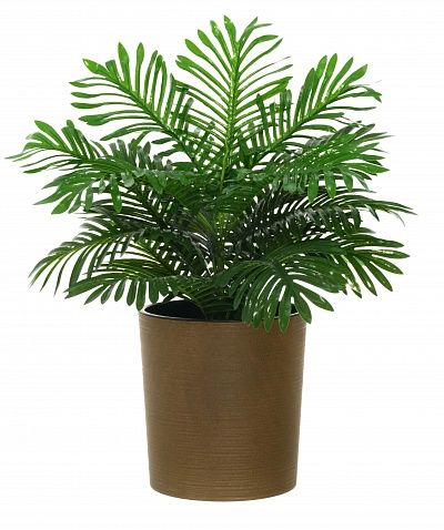 Date palm Baura cachepot Dekollete Clasico 30 Eco