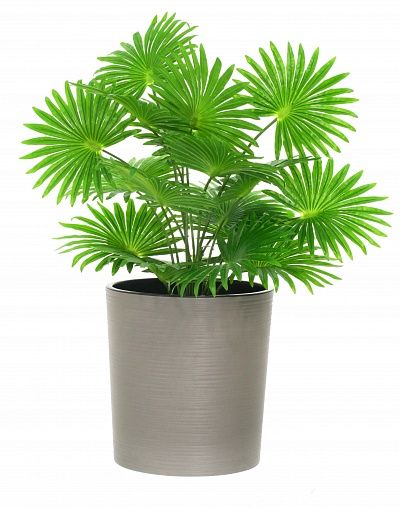 Palm Washingtonia Vittoria cachepot Dekollete Clasico 30 Eco