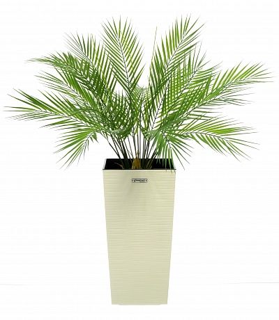 Palm Ayora Tres cachepot Dekollete Cuno 46