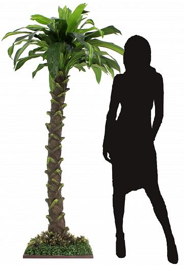 Dracaena Miami available 1 piece