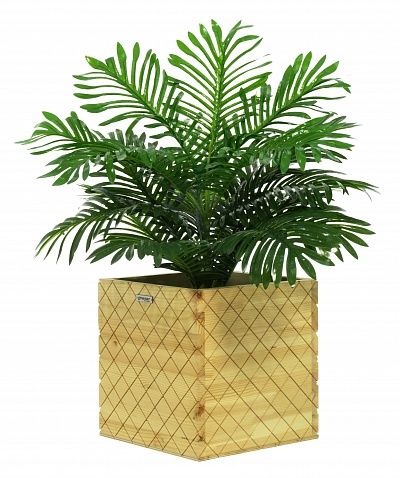 Date palm Baura cachepot Dekollete Gurido 30