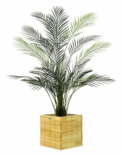 Date palm Kariba 150 cachepot Dekollete Chess 30