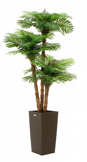 Date palm Avalon cachepot Dekollete Kuno 46