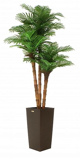 Date palm Atwood cachepot Dekollete Kuno 57