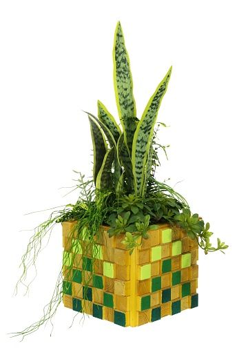 Sansevieria Gurun available to order 1 piece