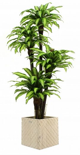 Dracaena Buscher Cachepot Dekollete Gurido 30 color