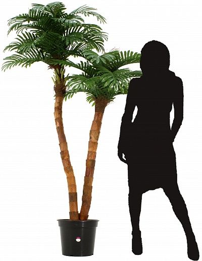 Amara date palm