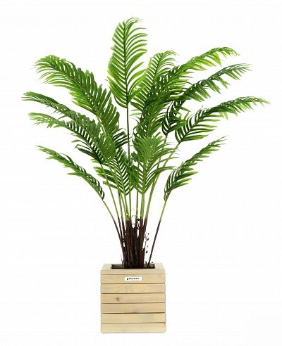 Date palm Bizerte cachepot Dekollete Roca Cube 30 available to order 1 piece