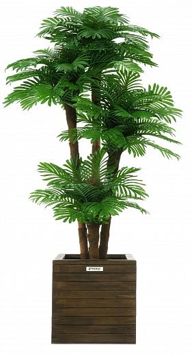 Date Palm Cherry Cachepot Dekollete Roca Cube 30