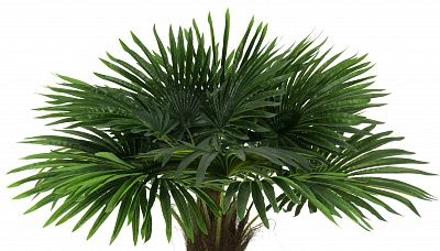 Washingtonia Hanan Cachepot Dekollete Roca Cube 40