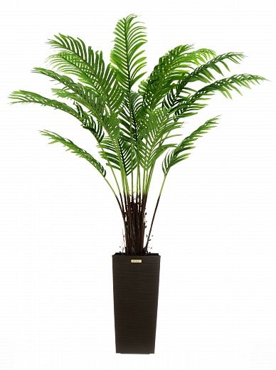 Date palm Bizerte cachepot Dekollete Kuno 46 available to order 1 piece