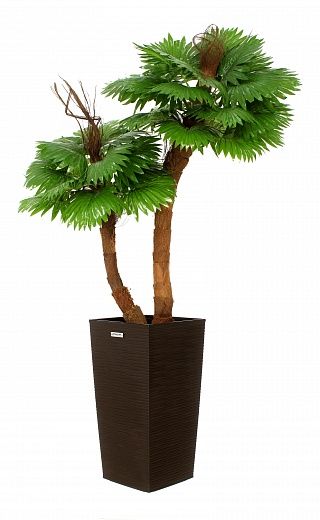 Palm Washingtonia Avassa cachepot Dekollete Kuno 46 Eco