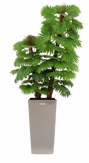 Palm Washingtonia Anaba cachepot Dekollete Cuno 46 Eco