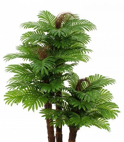 Date palm Tiala cachepot Dekollete Stream 30