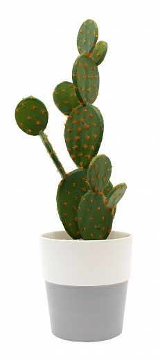 Cactus Martinez Cachepot Dekollete 19